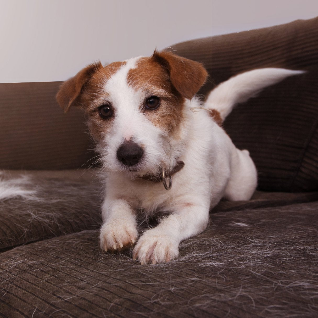 Furniture Guidelines for Pet Parents: How to Choose Pet-Friendly Furniture